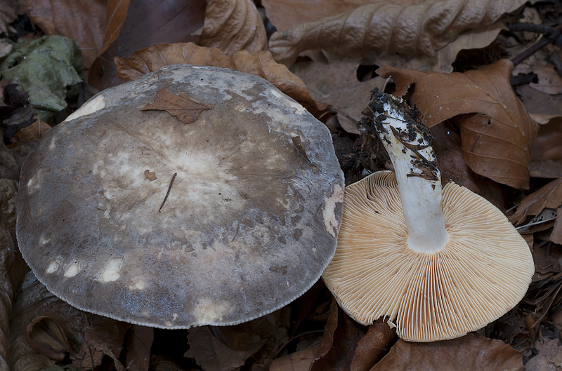 Lactarius pterosporus